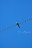 IMG 7481